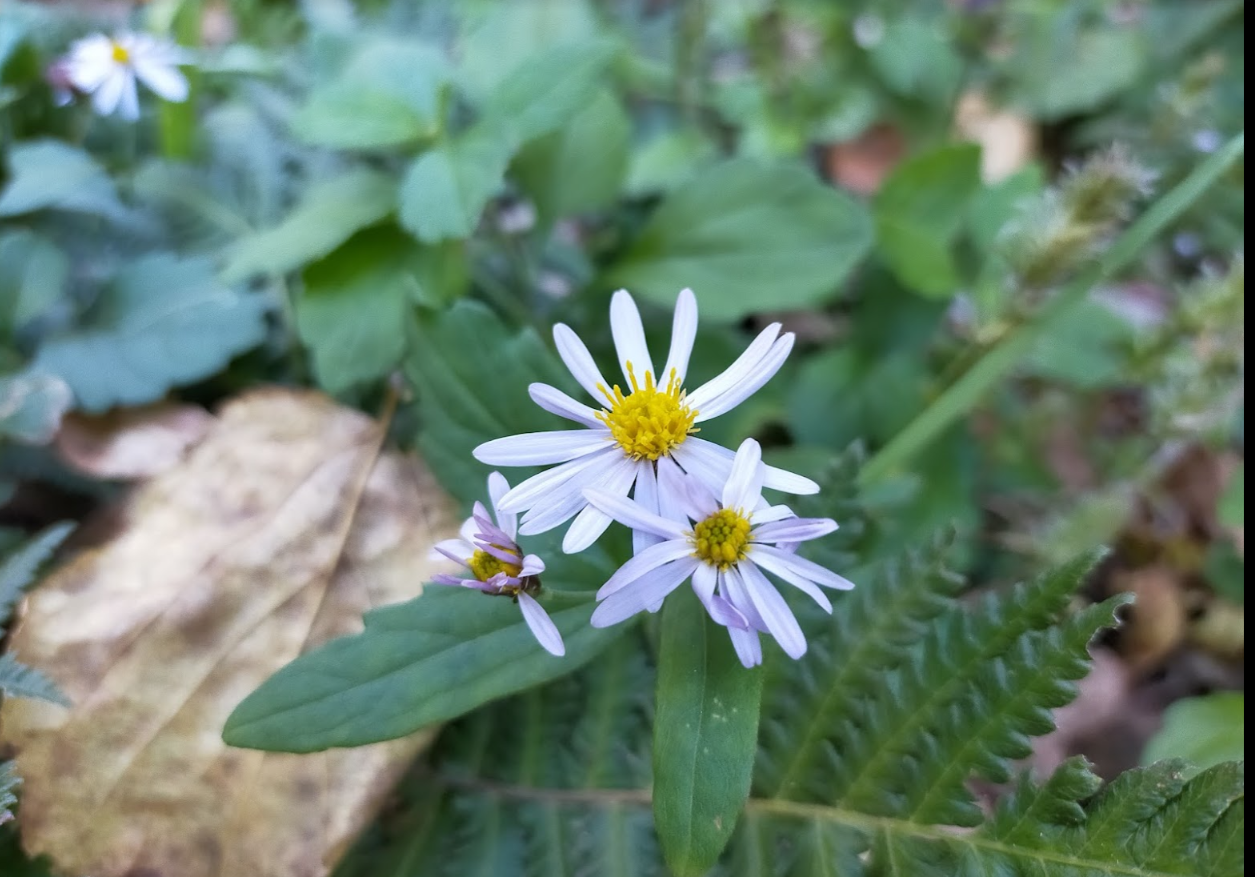 Blue wood-aster