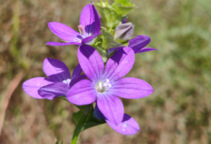 紫色の花