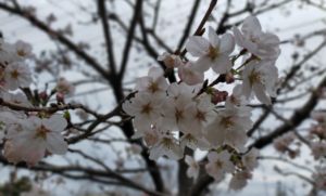 養老川と桜