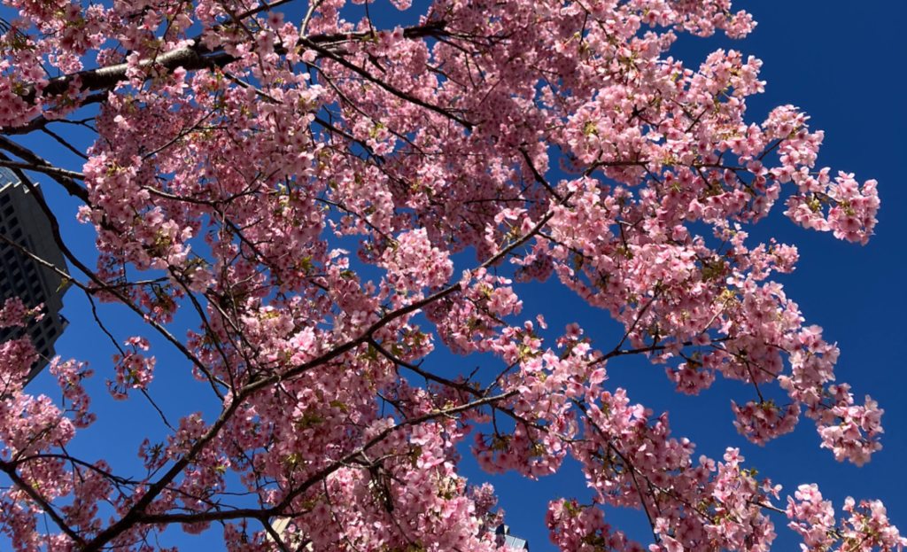早咲きの桜と空