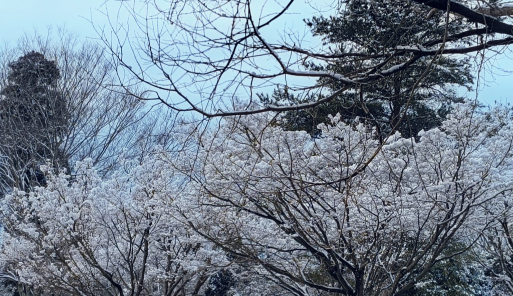雪